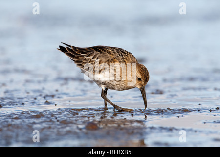 Dunlin , Calidris alpina, alimentando su terreni fangosi seashore Foto Stock