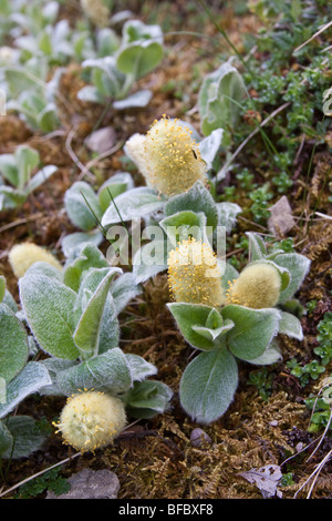 Wooly Willow, Salix lanata, amenti maschili Foto Stock