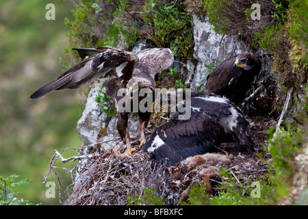 Golden Eagle, Aquila chrysaetos, a nido con i giovani Foto Stock