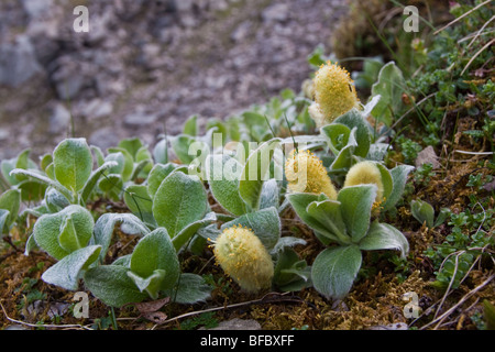 Wooly Willow, Salix lanata, amenti maschili Foto Stock