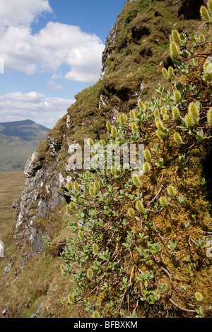 Wooly Willow, Salix lanata, amenti maschili Foto Stock