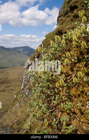 Wooly Willow, Salix lanata, amenti maschili Foto Stock