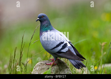 Rock Colomba, Columba livia Foto Stock