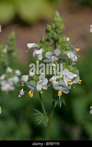 Polemonium Caeruleum Album (la scala di Giacobbe) Foto Stock