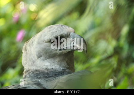 Arpia Aquila Harpia harpyja Foto Stock