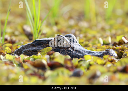 Paraguaiane Cayman crocodilus Caimano nel profondo nella Pantanal, Brasil Foto Stock