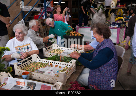 Jersey 2009 Battaglia dei Fiori preparazione - vecchio ordinamento folk i fiori e godendo la società Foto Stock