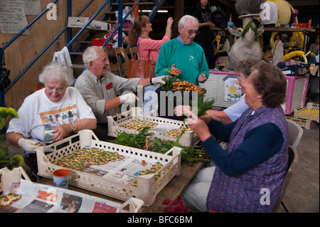 Jersey 2009 Battaglia dei Fiori preparazione - vecchio ordinamento folk i fiori e godendo la società Foto Stock