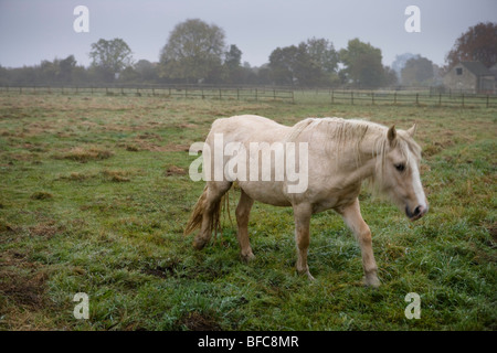 Cavalli Imogen. Lungi Oakridge. Gloucestershire. Regno Unito. Foto Stock