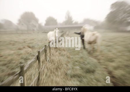 Cavalli Imogen e Phoenix. Lungi Oakridge. Gloucestershire. Regno Unito. Foto Stock