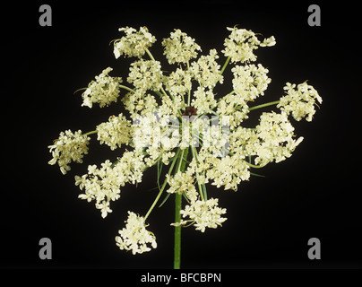 Ombrella di fiori di un selvaggio carota (Daucus carota) bianco con una profonda fiorellino rosso al centro Foto Stock