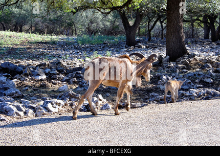 Aoudad aka Mufloni (Ammotragus lervia) con kid Foto Stock