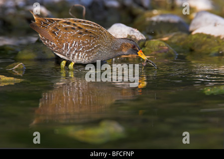 Voltolino Porzana porzana Tüpfelralle Foto Stock