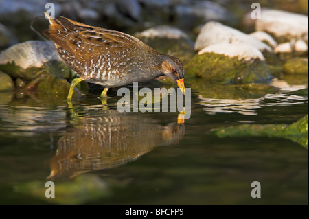 Voltolino Porzana porzana Tüpfelralle Foto Stock