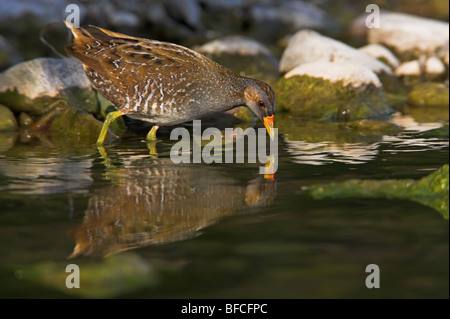 Voltolino Porzana porzana Tüpfelralle Foto Stock