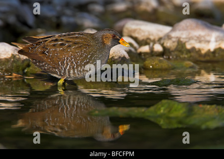 Voltolino Porzana porzana Tüpfelralle Foto Stock