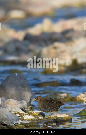 Voltolino Porzana porzana Tüpfelralle Foto Stock