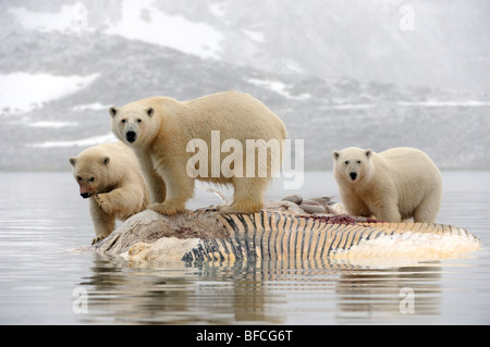 Gli orsi polari (Ursus maritimus) Foto Stock