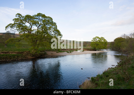 Guardando in giù il fiume Wharfe verso un pescatore solitario sul Bolton Abbey Estate in Wharfedale,Yorkshire Foto Stock