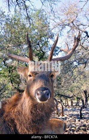 Elk, Wapiti aka (Cervus canadensis) Foto Stock