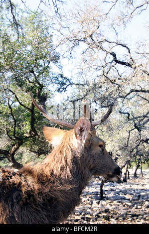 Elk, Wapiti aka (Cervus canadensis) Foto Stock