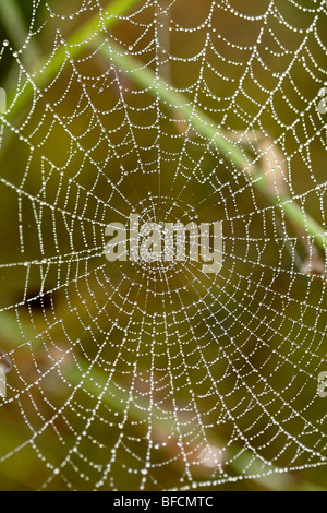 Ragnatela Foto Stock
