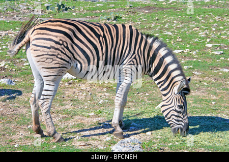 Damaraland Zebra (Equus burchelli antiquorum) Foto Stock