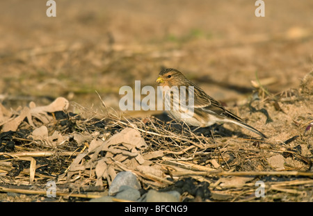 Twite avanzamento sul litorale in inverno Foto Stock