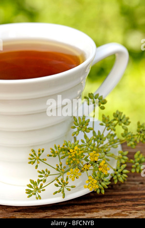 Infusione di finocchio (Foeniculum vulgare) Foto Stock