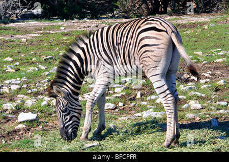 Damaraland Zebra (Equus burchelli antiquorum) Foto Stock