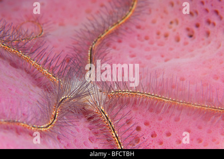 Una spugna stella fragile all'interno di un vaso rosa spugna in Little Cayman. Foto Stock