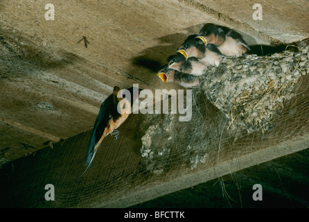 Barn Swallow nest con neonati - tutte le bocche agape ma uno - come madre torna in volo Foto Stock