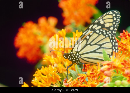 Farfalla monarca su orange butterfly weed fiori in luglio sembra essere messa a contatto con gli occhi Foto Stock