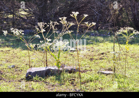 Resistenti alla siccità Texas erbacce Foto Stock