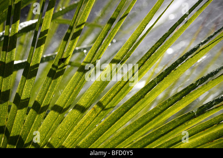 Vegetazione tropicale durante una doccia a pioggia Foto Stock