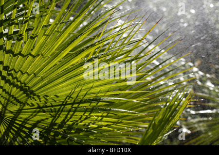 Vegetazione tropicale durante una doccia a pioggia Foto Stock