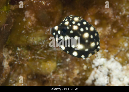 Un bambino Trunkfish liscia su una scogliera in Little Cayman. Foto Stock