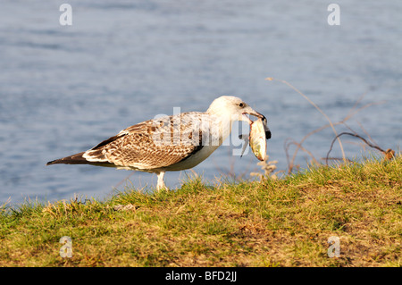 Seagull con un pesce morto con l'oceano sullo sfondo. Foto Stock