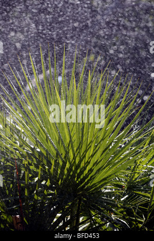 Vegetazione tropicale durante una doccia a pioggia Foto Stock