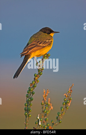 Wagtail giallo Motacilla flava Foto Stock