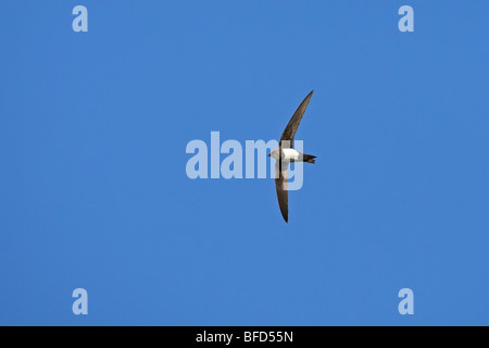 Alpine Swift Apus melba Foto Stock