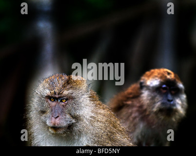 Due lunghi-tailed o Crab-eating macachi. Foto Stock