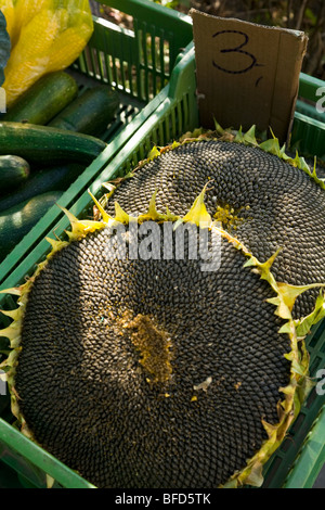 Visualizzazione di semi di girasole in vendita presso un negozio locale su un polacco edilizia residenziale estate in città Kedzierzyn-Kozle. La Polonia. Foto Stock