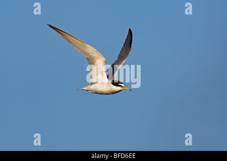 Fraticello Sterna albifrons Foto Stock