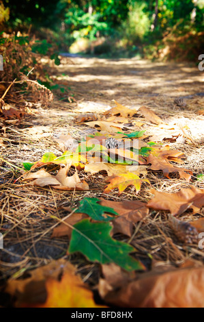 Caduto Foglie di autunno nel bosco vicino a Norfolk Broads Foto Stock