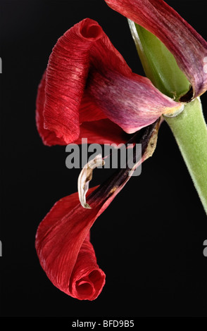 Vicino al tulipano Nano rosso appassito Foto Stock