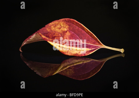 Foglia d'autunno colorata sulla superficie riflettente Foto Stock