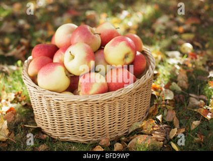 Mele mature in un cesto di vimini Foto Stock