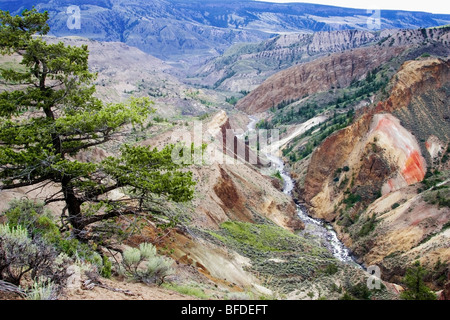 Canyon in Churn Creek Area Protetta, British Columbia, Canada Foto Stock