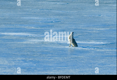 Coyote (Canis latrans) ululati su un paesaggio di inverno il ghiaccio, Alberta, Canada. Foto Stock